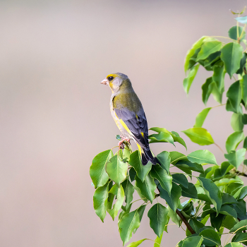 Yellow Wagtail / ***
