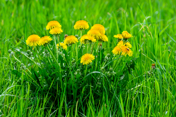 dandelion. / ***