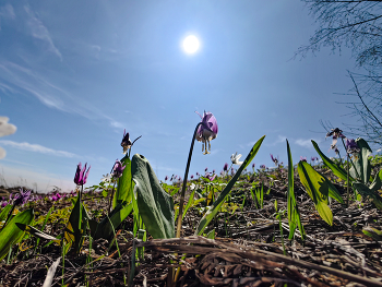 The spring sun / ***