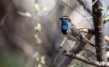 Bluethroat / ***