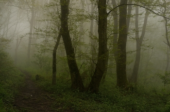 Foggy morning / ***
