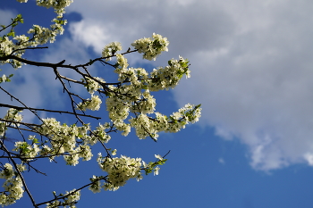 flowering time / ***