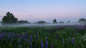 Dawn / ***