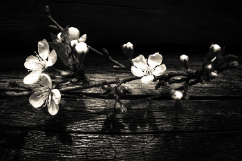 Cherry-tree / ***