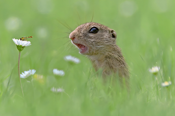 Oh Schreck / Ziesel