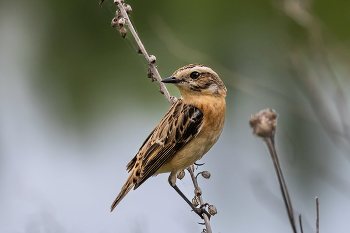 Whinchat / ***