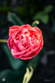 Tulip / ***