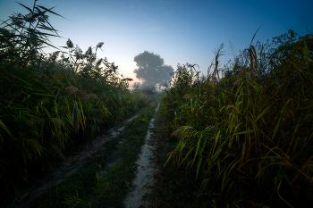Sunrise in the forest / ***