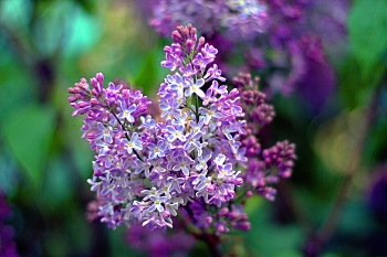 lilac / ***