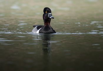 Ring-necked duck (m) / Ring-necked duck (m)