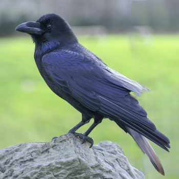 Raven / ***