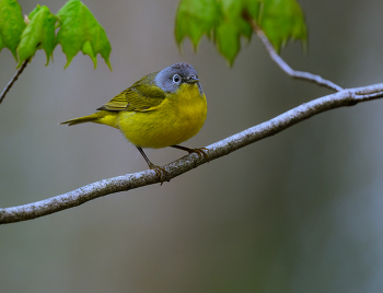 Tennessee warbler / Tennessee warbler