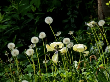 Pusteblume / Löwenzahn, der Partner von meinem Bärlauch, für die Geschichte löwe trifft Bär