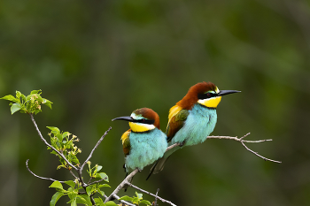 Golden bee-eater / ***