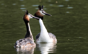 Grebes / ***