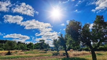 Els Omells de na Gaià - camp oliveres - L'Urgell / Els Omells de na Gaià - camp oliveres - L'Urgell