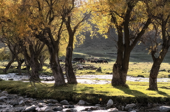 On pasture / ***