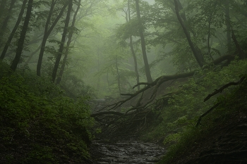Foggy morning / ***