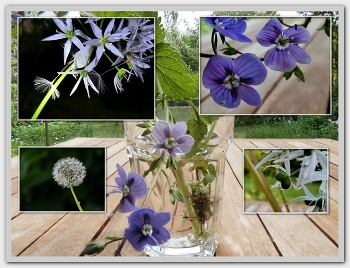 Auf dem Tisch / .. Hatte ich Pusteblumen, Bärlauchblüte und Ehrenpreis in ein Glas gestellt um Fotos zu machen