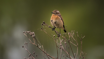 Whinchat / ***