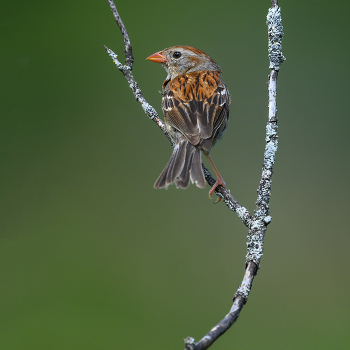 Field sparrow / Field sparrow