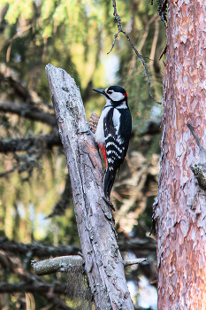 Woodpecker / ***