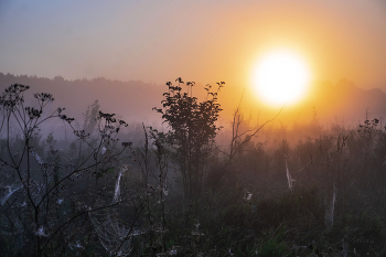 Fog at dawn. / ***