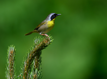 Common Yellowthroat (m) / Common Yellowthroat (m)