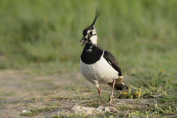 Lapwing / ***