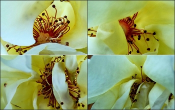 Blick ins Innere / Blick in die Rosenblüten