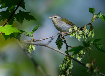 Tennessee Warbler / Tennessee Warbler