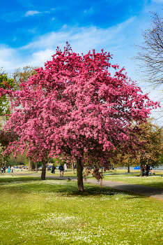 The Regent's Park, England / ***