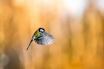 tit / ***