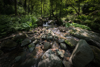 Stream In The Mtirala Jungle / ***
