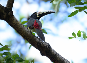Collared Aracari (toucan) / Collared Aracari (toucan)