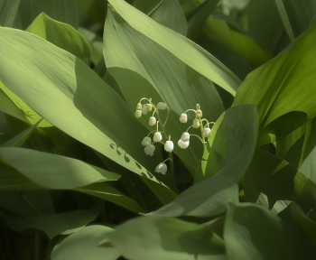 Lilies of the valley / ***