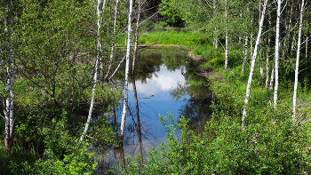 Forest Lake. / ***