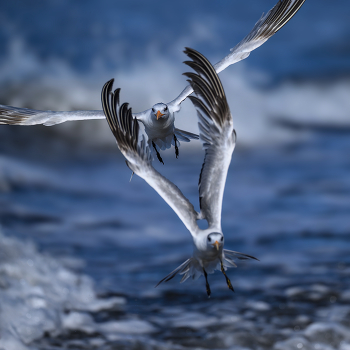 Royal Tern / Royal Tern
