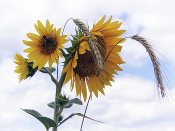 Sunflowers / ***