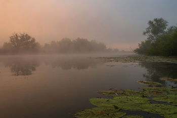 Morning fog. / ***