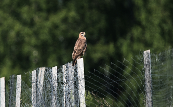 Buzzard / ***