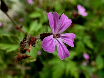 Storchschnabel / Diese wildpflanze fühlt sich in meinem Garten wohl
