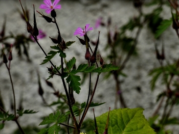 Storchschnabel vor der Hauswand / Eine große Pflanze vorm Haus