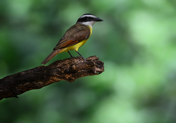 Great Kiskadee / Great Kiskadee