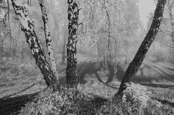 Evening fog / ***