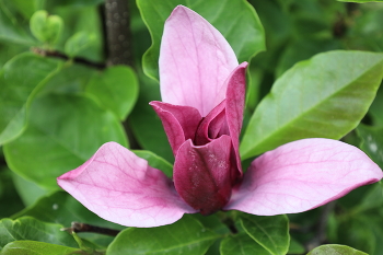 Magnolia / ***