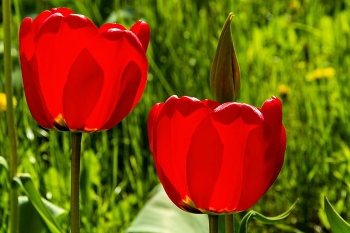 Symbol of love. / ***