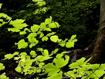 Licht, mehr nicht / Ein Lichtstrahl durch den Wald hatte mich eingeladen..