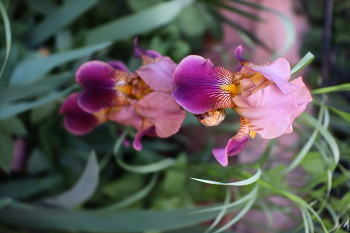 Irises / ***