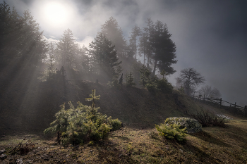 Forest In Clouds / ***